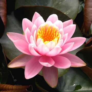 4 Pack Water Lily Tubers Live Aquatic Plant Freshwater Pond Garden Colorful by Greenpro