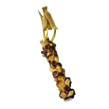 4 Pack Water Lily Tubers Live Aquatic Plant Freshwater Pond Garden Colorful by Greenpro