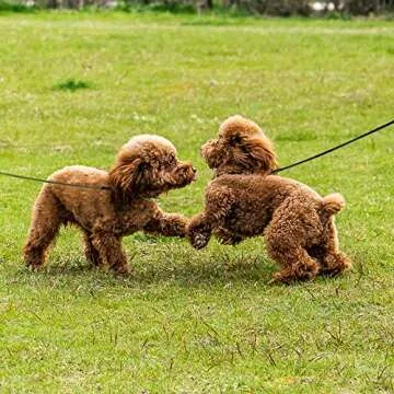 Wellbro Slip Dog Leash - Soft, Adjustable & Durable