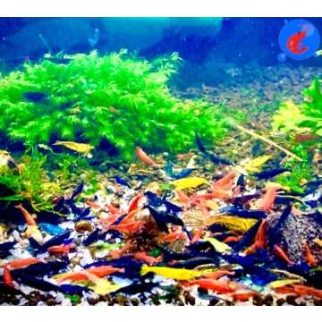 Generic Shrimp Up Aquatics™ 20+ Mixed Color Neocaridina Shrimp Live Freshwater Shrimp Aquarium Inv...