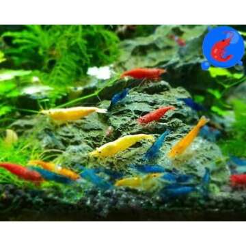 Generic Shrimp Up Aquatics™ 20+ Mixed Color Neocaridina Shrimp Live Freshwater Shrimp Aquarium Inverts Live Arrival Gaurantee!, Mixed