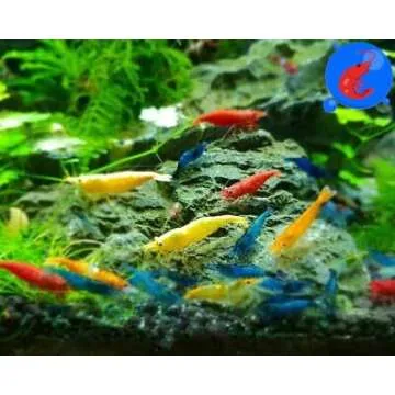 Generic Shrimp Up Aquatics™ 20+ Mixed Color Neocaridina Shrimp Live Freshwater Shrimp Aquarium Inverts Live Arrival Gaurantee!, Mixed