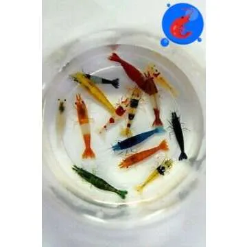 Generic Shrimp Up Aquatics™ 20+ Mixed Color Neocaridina Shrimp Live Freshwater Shrimp Aquarium Inverts Live Arrival Gaurantee!, Mixed