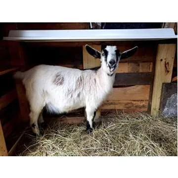 Sweeter Heater Safe for Pets, Coops, & Chicks 150W