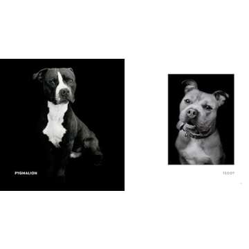 Finding Home: Shelter Dogs and Their Stories