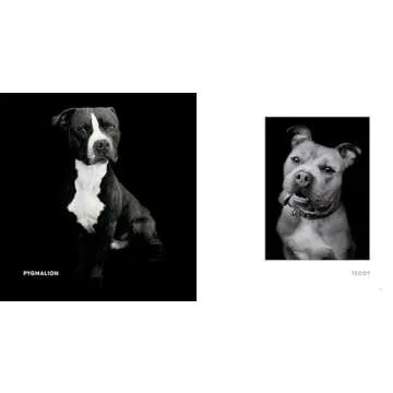 Finding Home: Shelter Dogs and Their Stories