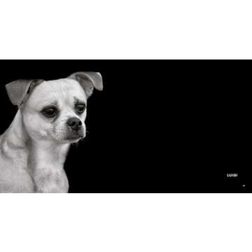 Finding Home: Shelter Dogs and Their Stories