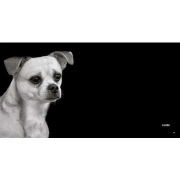 Finding Home: Shelter Dogs and Their Stories