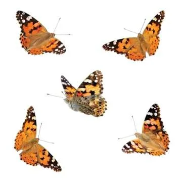 Insect Lore Butterfly Garden | Pavilion 24" with Voucher | 2ft Tall Habitat & STEM Journal | Redeem Voucher for 5 Live Baby Caterpillars | Painted Lady Butterfly Growing Kit