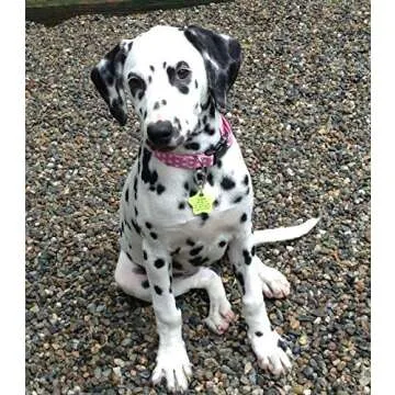 LuckyPet Klippy Pet Tag Quick Clips - Cat & Dog Collar Clips for Id Tags - Dog Tag Holder for Pet Collar - Efficient Dog Tag Ring - Pet Tag Attachment Clip for Pet Safety - Black, 2 Pack