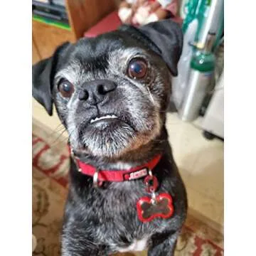 LuckyPet Klippy Pet Tag Quick Clips - Cat & Dog Collar Clips for Id Tags - Dog Tag Holder for Pet Collar - Efficient Dog Tag Ring - Pet Tag Attachment Clip for Pet Safety - Black, 2 Pack