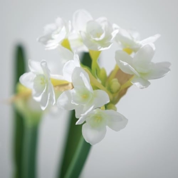Sullivans 20" Paperwhite Flower Bulb Stem - Lifelike Decor