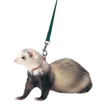 Marshall Ferret Harness and Lead, Teal by Marshall Pet Products