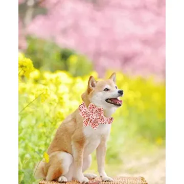 Valentine's Heart Dog Collar, Detachable Flower, Adjustable