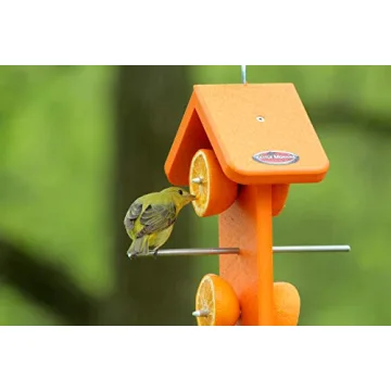 Attract Orioles with Eco-Friendly Orange Fruit Feeder