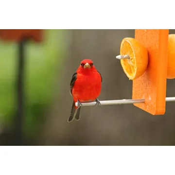 Attract Orioles with Eco-Friendly Orange Fruit Feeder