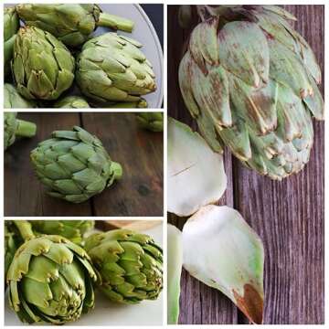 Seed Needs Green Globe Artichoke Seeds for Planting - Non-GMO, Heirloom & Untreated - Organically Grow an Outdoor Vegetable Garden for Home Grown Produce (2 Packs)