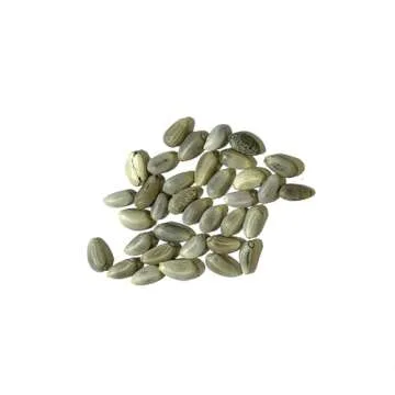 Seed Needs Green Globe Artichoke Seeds for Planting - Non-GMO, Heirloom & Untreated - Organically Grow an Outdoor Vegetable Garden for Home Grown Produce (2 Packs)