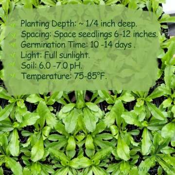 Buy Non-GMO Premium Culantro Seeds - Easy to Grow & Flavorful