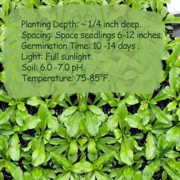 Buy Non-GMO Premium Culantro Seeds - Easy to Grow & Flavorful