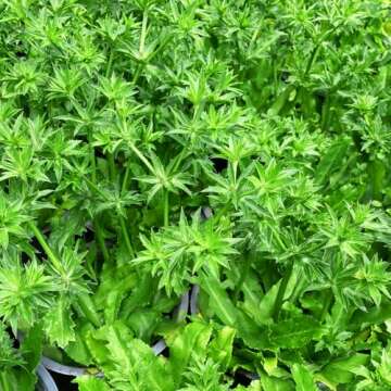 Buy Non-GMO Premium Culantro Seeds - Easy to Grow & Flavorful