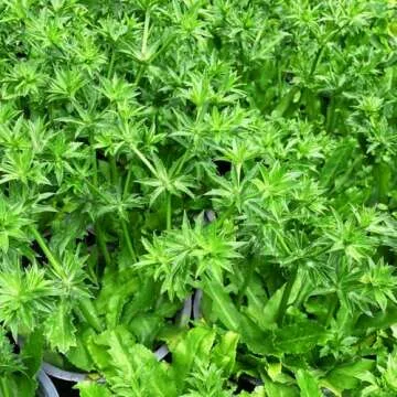 Buy Non-GMO Premium Culantro Seeds - Easy to Grow & Flavorful