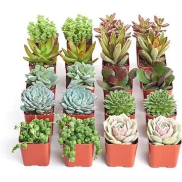 Shop Succulents Assorted Succulent Plant Pack Bulk Collection - Live Mini Succulent Plants, Low Main...