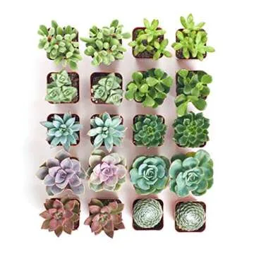 Shop Succulents Assorted Succulent Plant Pack Bulk Collection - Live Mini Succulent Plants, Low Maintenance, Mixture of Colors & Textures - Wedding and Party Favors, Gift & Garden, Pack of 20