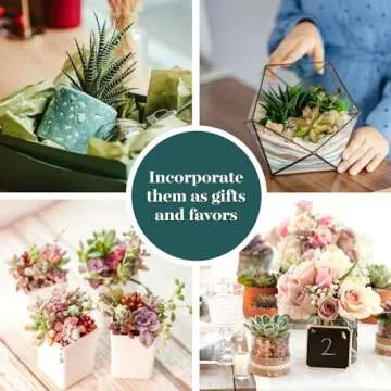 Shop Succulents Assorted Succulent Plant Pack Bulk Collection - Live Mini Succulent Plants, Low Maintenance, Mixture of Colors & Textures - Wedding and Party Favors, Gift & Garden, Pack of 20
