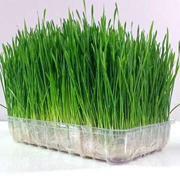Organic Wheatgrass Seed - Certified Organic Hard Red Wheat by PowerGrow (5 Pound)