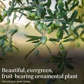 American Plant Exchange Live Olive Tree, Arbequina – Real Fruiting, Edible Indoor/Outdoor Houseplant – Medium 7.5-Inch Pot, Perfect for Home, Office, Patio & Garden Décor