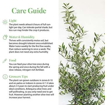 American Plant Exchange Live Olive Tree, Arbequina – Real Fruiting, Edible Indoor/Outdoor Houseplant – Medium 7.5-Inch Pot, Perfect for Home, Office, Patio & Garden Décor