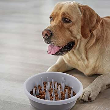 Dexas Slow Feeder Dog Bowl for Healthier Digestion 6 Cups
