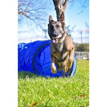 Agility Course Set for Dogs - Versatile Training Equipment