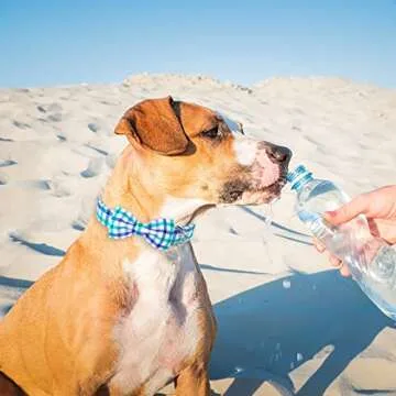 Stylish Bow Tie Dog Collar for Small Dogs - Adjustable and Durable