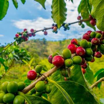 ROYAL KONA COFFEE - Medium Roast Ground Coffee, Toasted Coconut Flavor, 8 Ounce