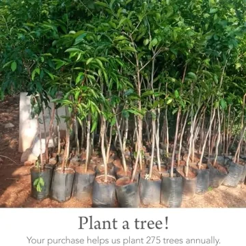 Kishu Baby Indi Bandana Bibs - GOTS Certified Organic