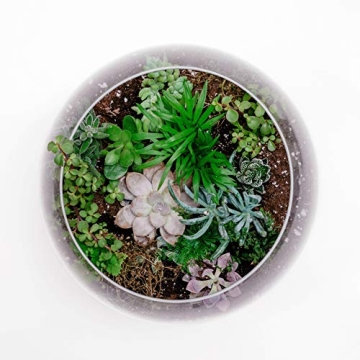 Stylish WGV Glass Bowl Vase for Home and Events