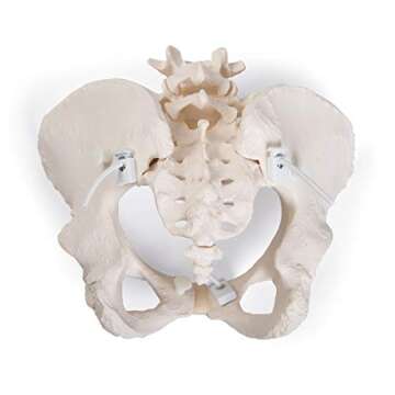 3B Scientific GmbH 1019864 Flexible Female Pelvis Model, Life Size, Bone