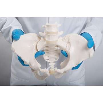 3B Scientific GmbH 1019864 Flexible Female Pelvis Model, Life Size, Bone