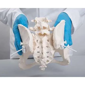 Flexible Female Pelvis Model for Childbirth Education