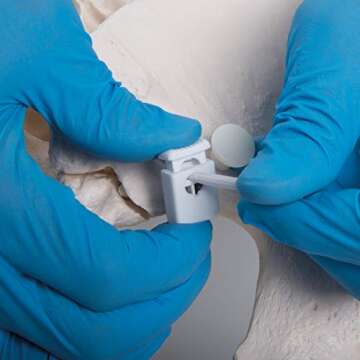 3B Scientific GmbH 1019864 Flexible Female Pelvis Model, Life Size, Bone