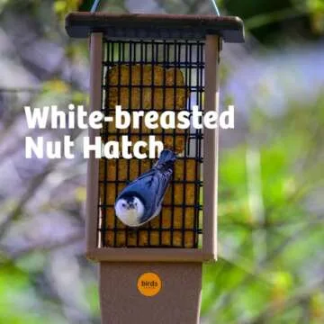 Birds Choice Pileated Suet Bird Feeder with Tail Prop