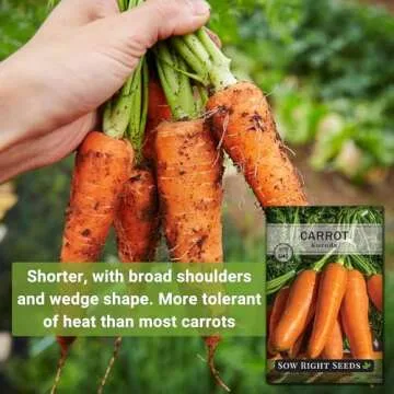 Sow Right Seeds - Kuroda Carrot Carrot Seed for Planting - Non-GMO Heirloom Packet with Instructions to Plant a Home Vegetable Garden - Great for Outdoor Fall Planting - Great Gardening Gift (1)