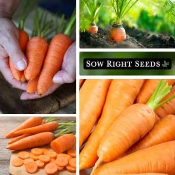 Sow Right Seeds - Kuroda Carrot Carrot Seed for Planting - Non-GMO Heirloom Packet with Instructions to Plant a Home Vegetable Garden - Great for Outdoor Fall Planting - Great Gardening Gift (1)