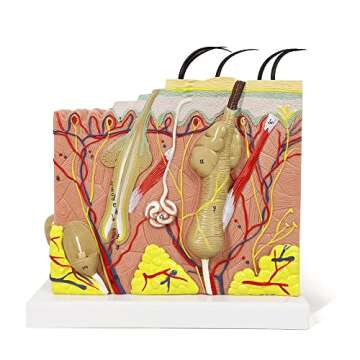 Benilev Skin Model, 50X Enlarged Anatomical Skin Layer Structure Model with Hair for Science Classro...