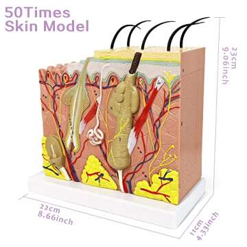 Benilev Skin Model – 50X Anatomical Skin Structure