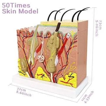 Benilev Skin Model – 50X Anatomical Skin Structure