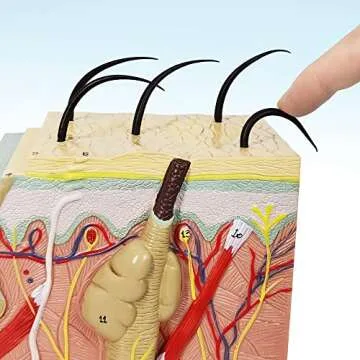 Benilev Skin Model – 50X Anatomical Skin Structure