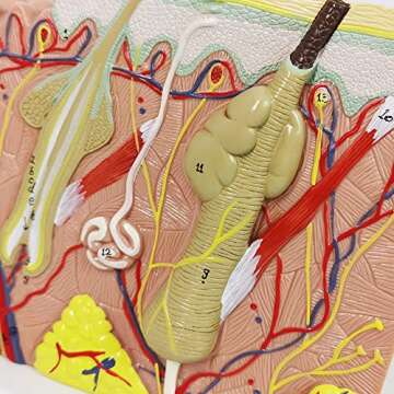 Benilev Skin Model – 50X Anatomical Skin Structure